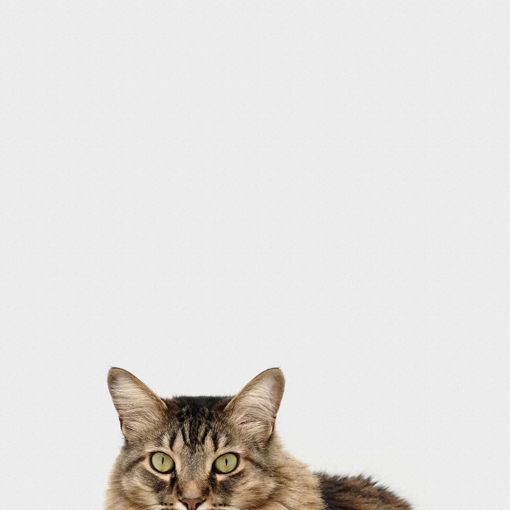 un chat photographié lors d'une séance photo à nancy
